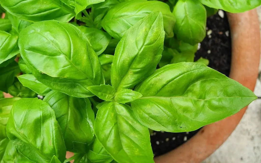 Low-Maintenance Houseplants Anyone Can Grow