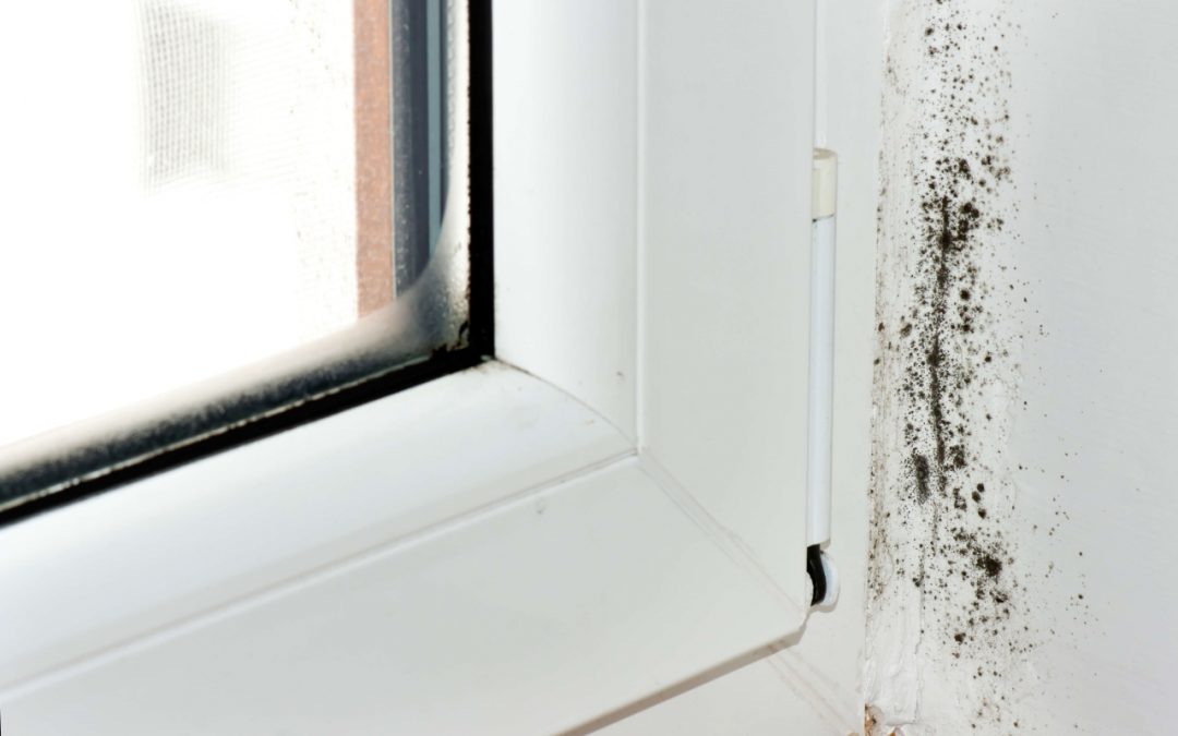 causes of mold in your home