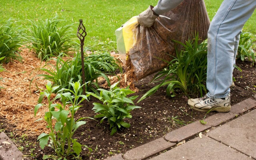 Add mulch after you plant in the fall