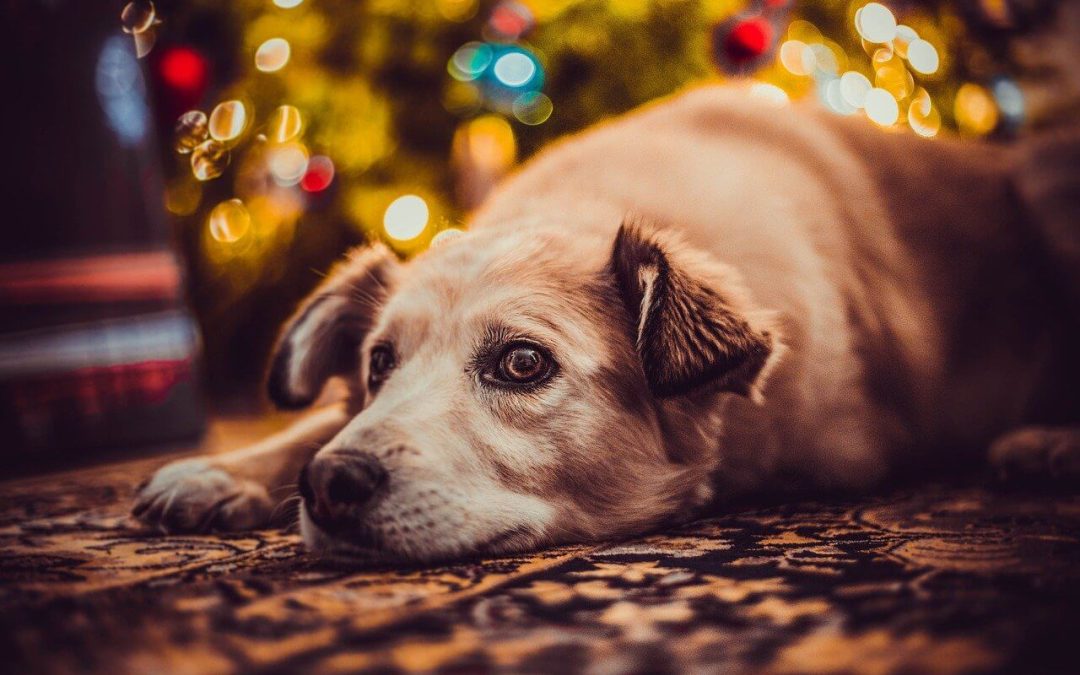 pet safety over the holidays